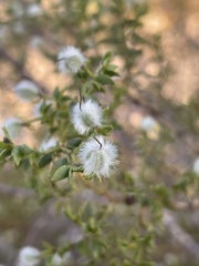Larrea tridentata
