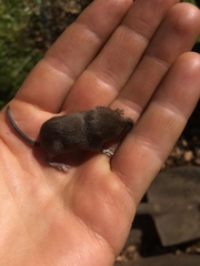 Sorex fumeus