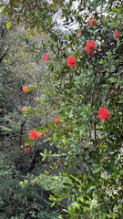 Metrosideros fulgens