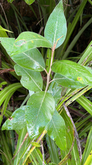 Olearia avicenniifolia