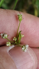 Limnosciadium pinnatum