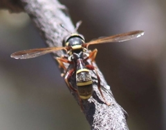 Polybiomyia