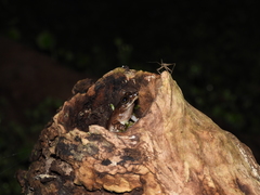 Kurixalus berylliniris