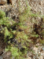 Baccharis boliviensis
