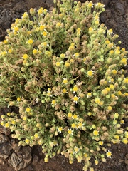 Perityle socorrosensis