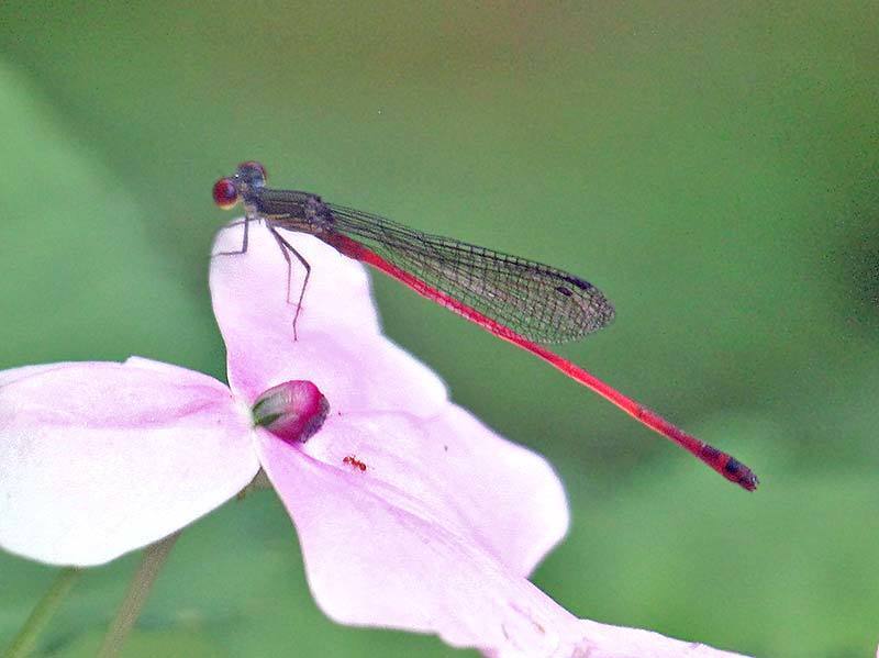 Stream Firetail