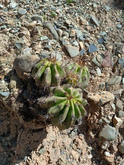Echinopsis bridgesii