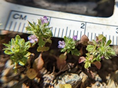 Pogogyne serpylloides