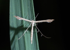 Stenoptilodes taprobanes
