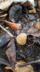 Morchella punctipes