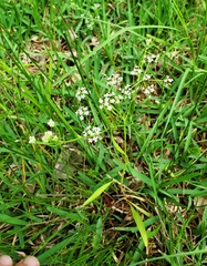 Limnosciadium pinnatum