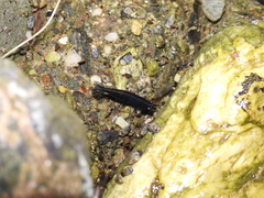 Caridina weberi