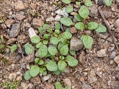 Pogogyne serpylloides