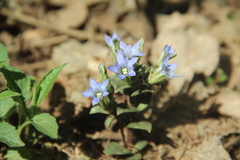 Gentiana zollingeri