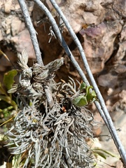 Tillandsia pedicellata
