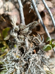 Tillandsia pedicellata