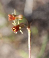 Tulbaghia alliacea