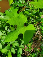 Vitis palmata