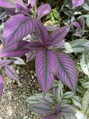 Strobilanthes auriculata dyeriana