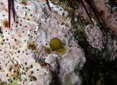 Derbesia marina