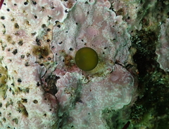 Derbesia marina