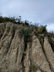 Lupinus altimontanus