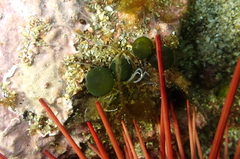 Derbesia marina