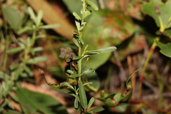 Hibbertia salicifolia