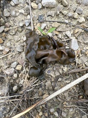 Nostocaceae