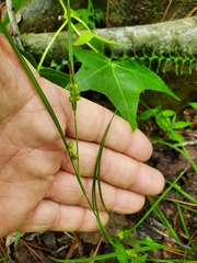 Carex bulbostylis