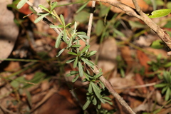 Hibbertia salicifolia