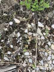 Nostocaceae