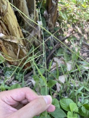 Urochloa distachya