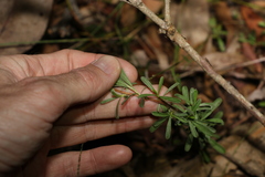 Hibbertia salicifolia