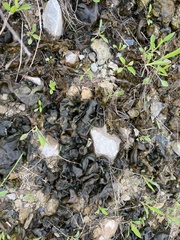 Nostocaceae