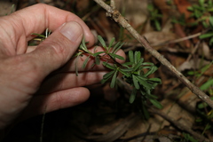 Hibbertia salicifolia
