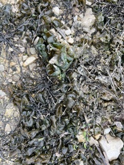 Nostocaceae