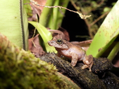 Kurixalus berylliniris