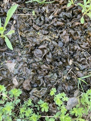 Nostocaceae