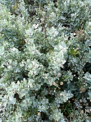 Atriplex rusbyi