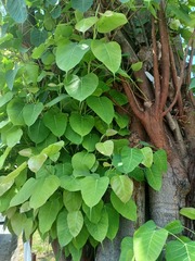 Ficus religiosa