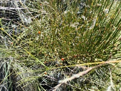 Ephedra americana
