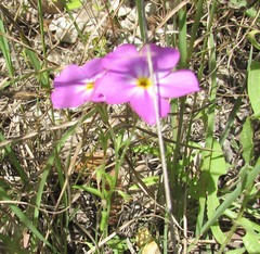 Phlox roemeriana