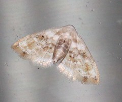 Holocryptis