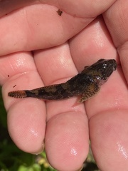 Cottus tallapoosae