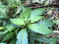 Mercurialis leiocarpa