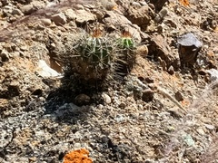 Echinopsis bridgesii