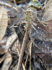 Gynacantha nervosa image