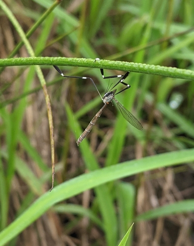 Phantom crane fly