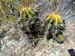 Echinopsis bridgesii